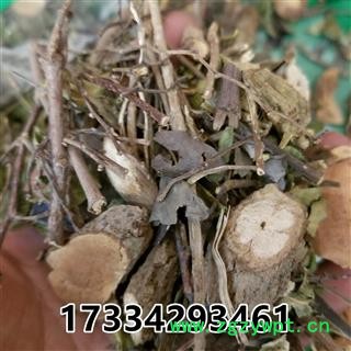 中药材跳八丈 藤子杜仲 银丝杜仲 软皮树 橡胶藤 臭匙羹藤图4