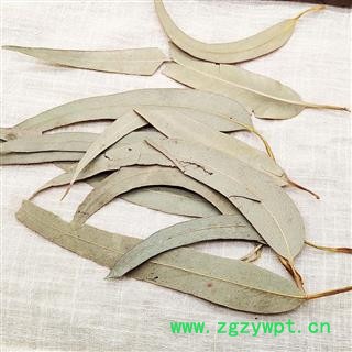 桉树叶 干桉树叶蜜袋鼯图3