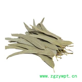 桉树叶 干桉树叶蜜袋鼯图4