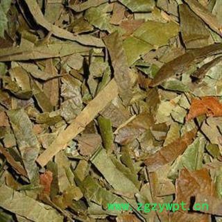 圣草康园中药材枇杷 枇杷叶 新货 枇杷叶图2