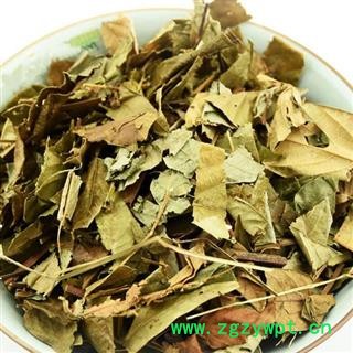 圣草康园葫芦茶草药田刀柄 咸鱼草 狗舌犁仙茶伯罗舌图2