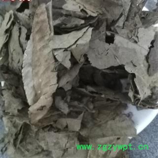 吉康药业青钱柳 青钱柳叶 摇钱树 麻柳 青钱李 山麻柳 山化树 金钱柳叶图2