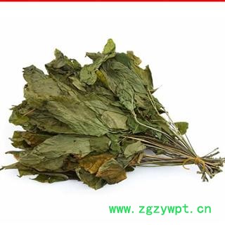 吉康药业人参叶小叶 人参叶产地东北图2