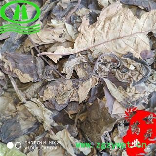 世元药业 喜树叶 正品 实物拍摄 价廉物美图2