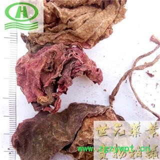 世元药业 紫背天葵 正品 别称 红天葵-雷丸草 夏无踪 小乌头 老鼠屎草 旱铜钱草图2