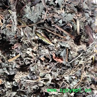 紫苏叶 野紫苏叶 紫苏叶全叶选货 产地 河南图2