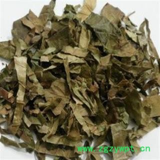 枇杷叶 生枇杷叶 产地 天津市图2