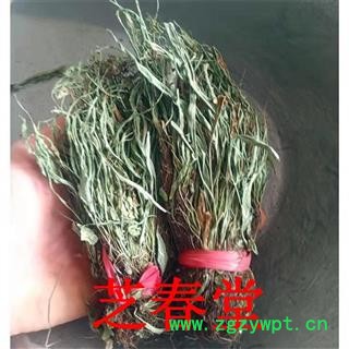 中药材马蹬草过桥草还阳草小石韦马灯草马蹄草铁角蕨科图4