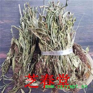 中药材马蹬草过桥草还阳草小石韦马灯草马蹄草铁角蕨科图3