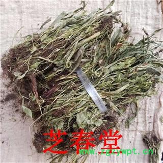 中药材马蹬草过桥草还阳草小石韦马灯草马蹄草铁角蕨科图2