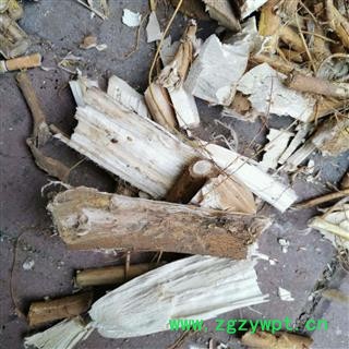 中药材 楮树根  构树根 楮实子 楮桃根图2