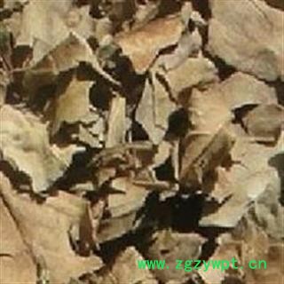 吉康药业喜树叶今年新货喜树叶图2