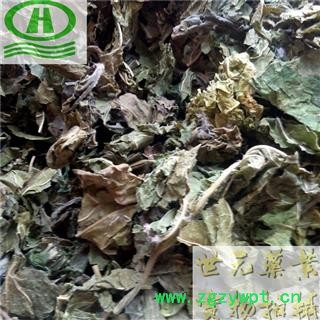 世元药业 桑叶 正品 绿萝 家桑 荆桑 桑椹叶 黄桑叶 桑枣树图2