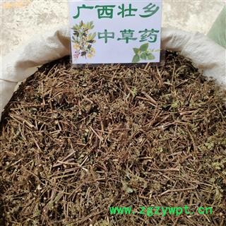 广西壮乡中草药 野生 土茵陈 猪毛蒿 石茵陈 山茵陈 产地 广西柳州图2