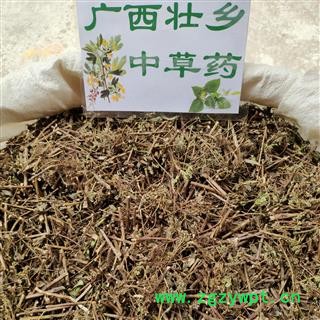 广西壮乡中草药 野生 土茵陈 猪毛蒿 石茵陈 山茵陈 产地 广西柳州图4