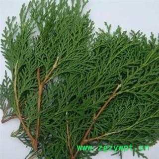 侧柏叶1000克图2