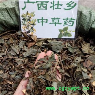 广西壮乡中草药 野生 正品 肿节风 九节茶 草珊瑚 九节风 接骨莲 产地 广西柳州图3