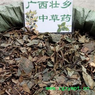 广西壮乡中草药 野生 正品 肿节风 九节茶 草珊瑚 九节风 接骨莲 产地 广西柳州图4