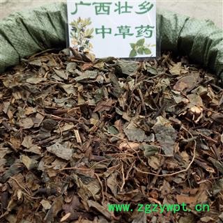 广西壮乡中草药 野生 正品 肿节风 九节茶 草珊瑚 九节风 接骨莲 产地 广西柳州图2