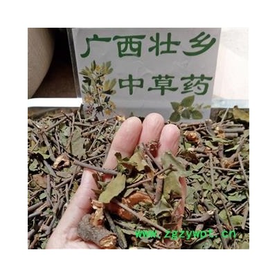 广西壮乡中草药 野生 桑寄生 产地 广西柳州