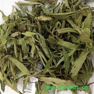 甜叶菊 统 产地 安徽省图2