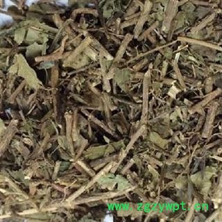 吉康药业三角枫  三角风 三角槭图2