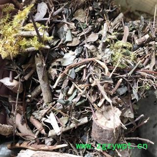 老虎刺 绣花针、伏牛花、虎刺、老虎刺 、老鼠刺  虎刺统货 产地 广西壮族自治区图2