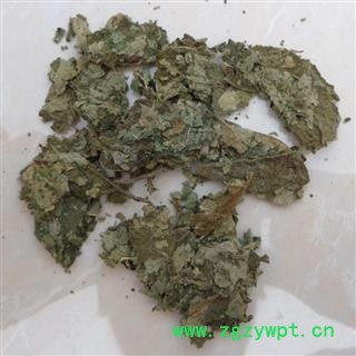 楮树叶楮叶 构树叶图2