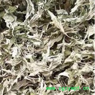 艾叶 统  纯净 产地 河南省图2