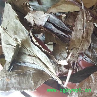 圣草康园山香圆 山香圆叶 山香圆叶 叶香山元叶 山香元叶香山元叶图2