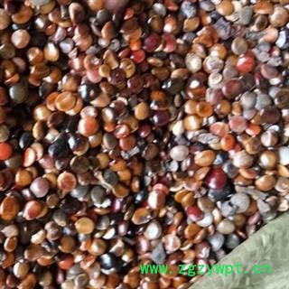 络石藤 拐枣 枳椇子 统货 产地 河北省 娟子中药图2