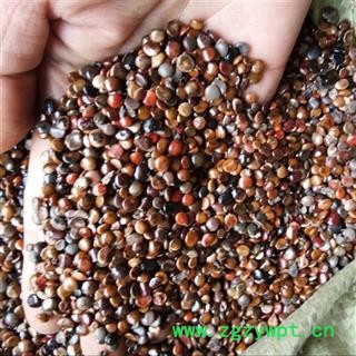 络石藤 拐枣 枳椇子 统货 产地 河北省 娟子中药图3