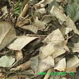 广东紫珠 紫珠草 紫珠柴图2