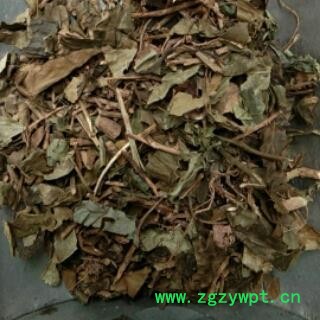 中药材常春藤 选常春藤 土鼓藤、钻天风、三角风、散骨风、枫荷梨藤 产地 广西图2