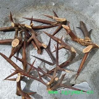 皂角刺 皂角刺老刺选片3年皂角刺 产地 山东省图2