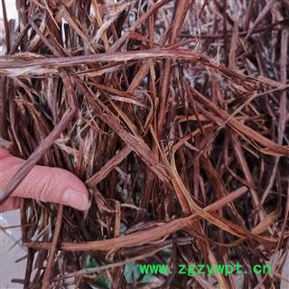 瑞森药材行鼠梓子 梓实 产地湖南图2