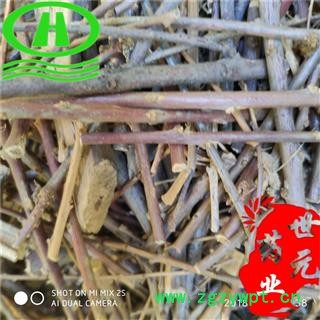 世元药业 水柏枝 正品 统段 砂柳图2