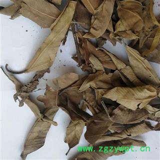 瑞森药材行榕树叶 落地金钱 榕树叶 小榕叶  榕树叶图2