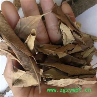 瑞森药材行榕树叶 落地金钱 榕树叶 小榕叶  榕树叶图3