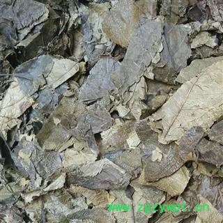 瑞森药材行 杜仲叶图2