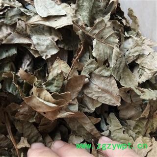 青钱柳叶 统货 产地 江西省图2