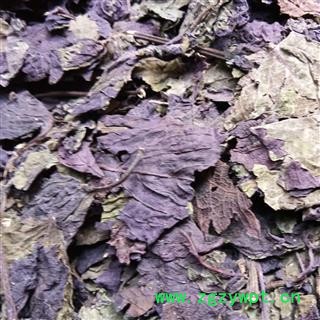 紫苏 紫苏叶全叶选货 叶子深紫色 产地 云南省图2