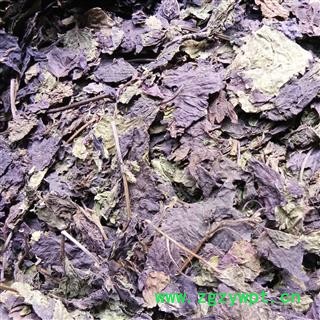 紫苏 紫苏叶全叶选货 叶子深紫色 产地 云南省图3