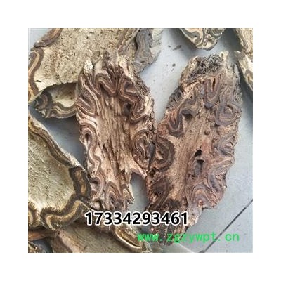 龙骨风   大贯众 飞天蠄蟧