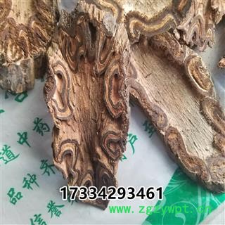 龙骨风   大贯众 飞天蠄蟧图2