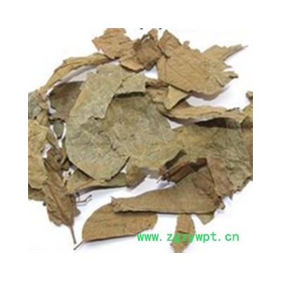 布渣叶 布渣叶选货 产地 广东省