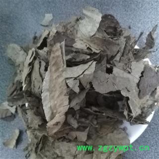 圣草康园青钱柳叶  摇钱树 麻柳 青钱李 山麻柳 山化树 金钱柳叶图2