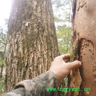 樟树皮 香樟树皮 正品保证质量7天无理由退货退款 安品堂图3