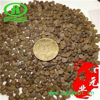 世元药业 望江南 新货 风选 优质 金豆子 羊角豆 大更药 狗屎豆 大夜明 夜关门 假决明 山咖啡图2