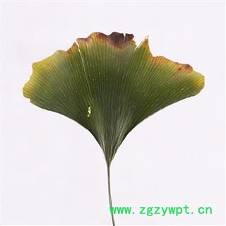 银杏叶 白果叶 银杏 青统 产地 江苏省图4